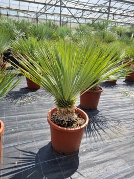 Yucca-Rostrata-23