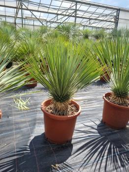 Yucca-Rostrata-25