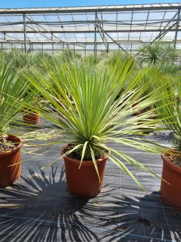 Yucca-Rostrata-27