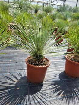 Yucca-Rostrata-29