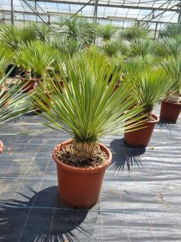 Yucca-Rostrata-30