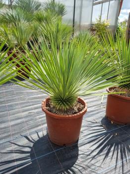 Yucca-Rostrata-32
