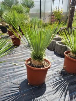 Yucca-Rostrata-33