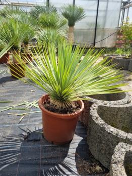 Yucca-Rostrata-34