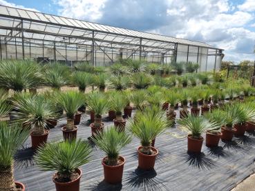 Yucca Rostrata günstig kaufen - www.plantaplaza.de