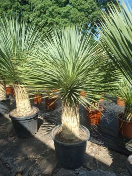 Yucca-Rostrata-36