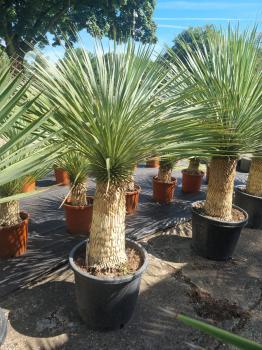 Yucca-Rostrata-38