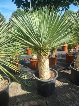 Yucca-Rostrata-39