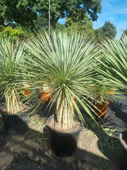 Yucca-Rostrata-40
