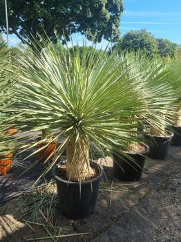 Yucca-Rostrata-41