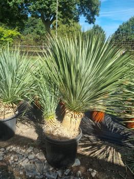 Yucca-Rostrata-42
