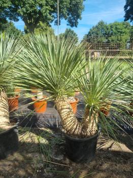 Yucca-Rostrata-44