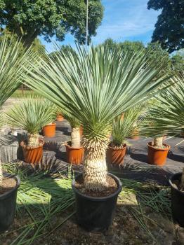 Yucca-Rostrata-46