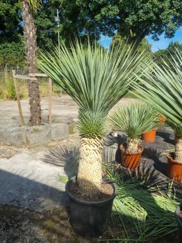 Yucca-Rostrata-47