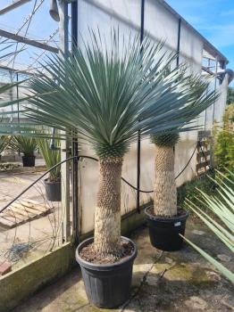 Yucca-Rostrata-48