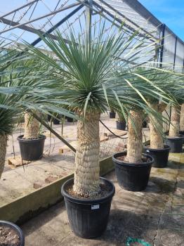 Yucca-Rostrata-49