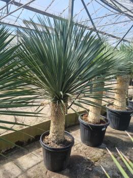 Yucca-Rostrata-50