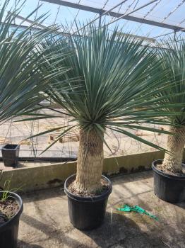 Yucca-Rostrata-51