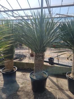 Yucca-Rostrata-52