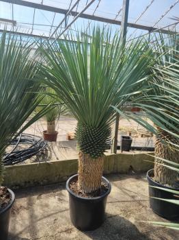 Yucca-Rostrata-53