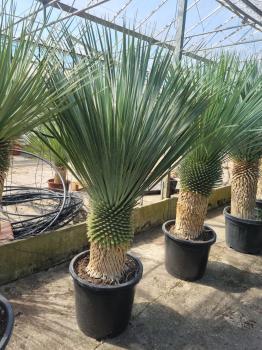 Yucca-Rostrata-54