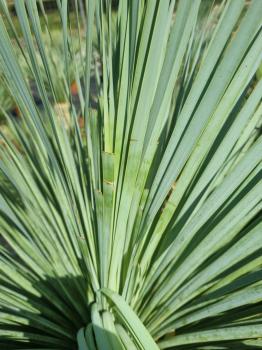 Yucca Rostrata 155 cm - genau diesen im Bild - Nr.38