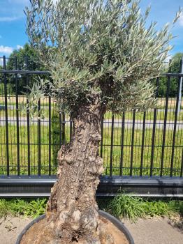 Olivenbaum 210cm -  (70/80 Jährig) genau diesen Olivenbaum kaufen Nr.56