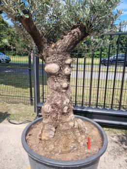 Olivenbaum 190cm -  (70/80 Jährig) genau diesen Olivenbaum kaufen Nr.67