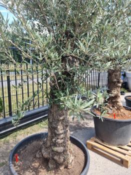 Olivenbaum 220cm -  (70/80 Jährig) genau diesen Olivenbaum kaufen Nr.69