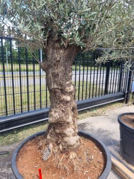Olivenbaum 210cm -  (70/80 Jährig) genau diesen Olivenbaum kaufen Nr.70