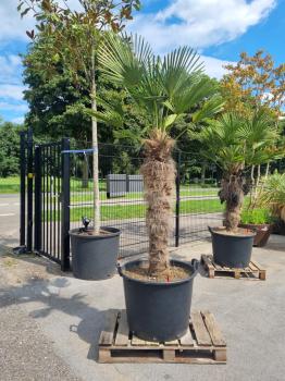 Hanfpalme-Trachycarpus-Wagnerianus-230