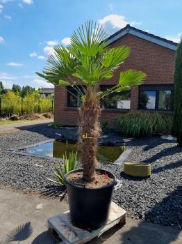 Hanfpalme-Trachycarpus-Wagnerianus-231