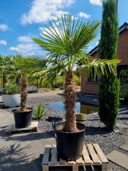 Trachycarpus-Fortunei-232