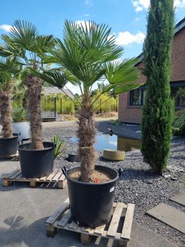 Hanfpalme-Trachycarpus-Wagnerianus-232