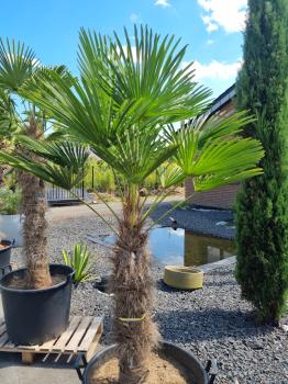 Winterharte Hanfpalme Trachycarpus 200cm ↑ genau diesen im Bild ↑ Wagnerianus Nr.234