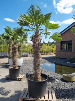 Hanfpalme-Trachycarpus-Wagnerianus-235