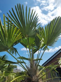 Winterharte Hanfpalme Trachycarpus 250cm ↑ genau diesen im Bild ↑ Wagnerianus Nr.235