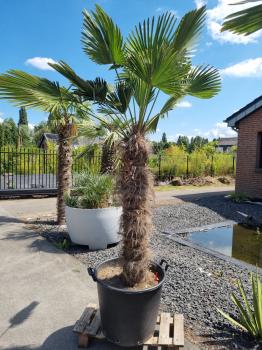 Hanfpalme-Trachycarpus-Wagnerianus-236