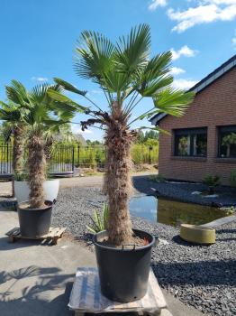 Hanfpalme-Trachycarpus-Wagnerianus-233