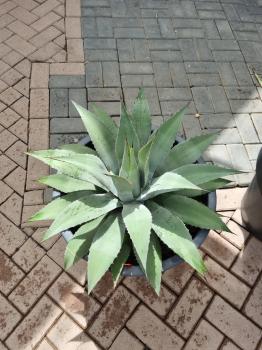 Winterharte XXL Agave Parryi var Parryi ↑ genau die Agave im Bild ↑  Nr.1