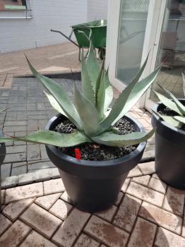 Agave havardiana 'Big Bend Giant' Nr.2