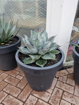 Agave-parrasana-Nr7