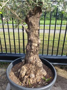 Olivenbaum 220cm -  (70/80 Jährig) genau diesen Olivenbaum kaufen Nr.77