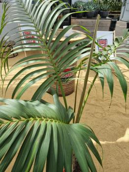 Zimmerpalme Kentia Howea forsteriana Palme 150 cm.