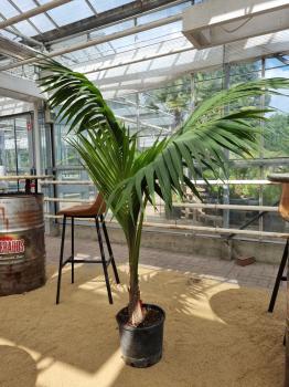 Zimmerpalme-kentia-howea-Nr2