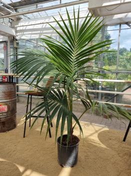 Zimmerpalme-kentia-howea-Nr3