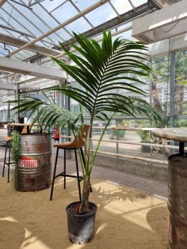 Zimmerpalme-kentia-howea-Nr4