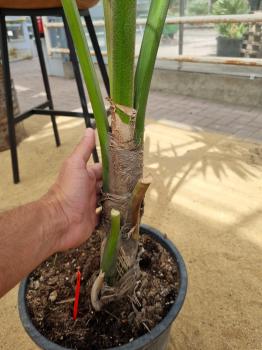 Zimmerpalme Kentia Howea forsteriana Palme 160 cm - Nr.4