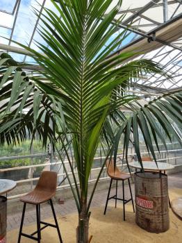 Zimmerpalme Kentia Howea forsteriana Palme 260 cm.