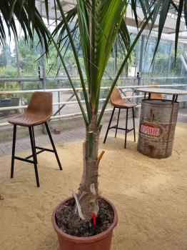 Zimmerpalme Kentia Howea forsteriana Palme 260 cm.